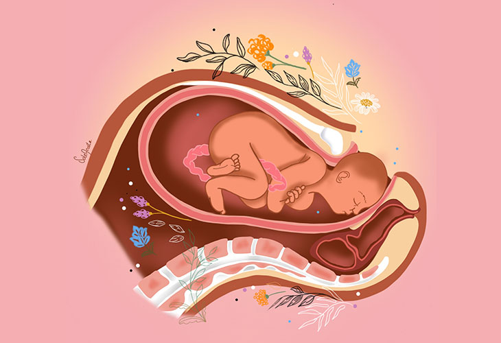 Fases Nacimiento Bebe: Extensión